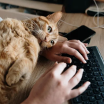 Could working from home with animals boost mental health?